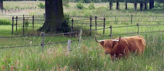 Koe in de natuur